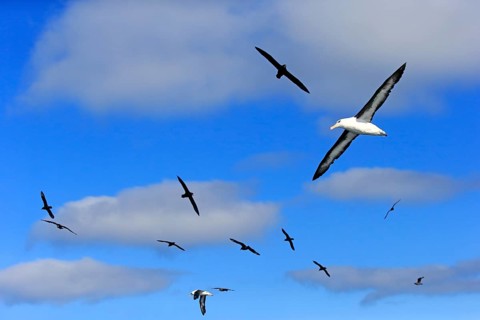 Black-browed albatrosses (Thalassarche melanophrys) and white chin petrels (Procellaria aequinoctialis)
