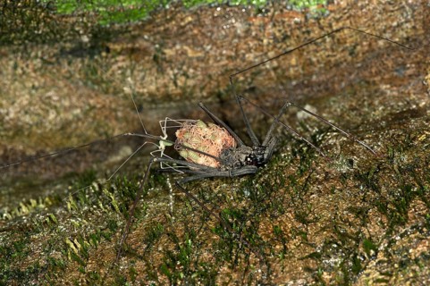 Whip Spider (Heterophrynus elaphus)