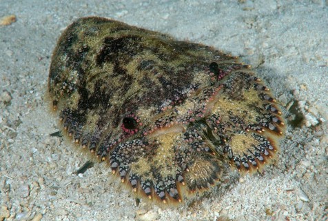 Slipper Lobster or Sculptured Mitten Lobster (Parribacus antarcticus)