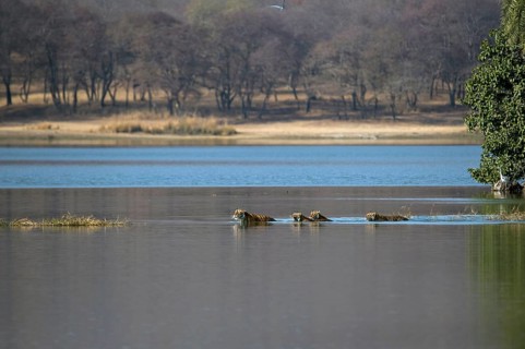 Wild Indian Tigers or Bengal Tigers