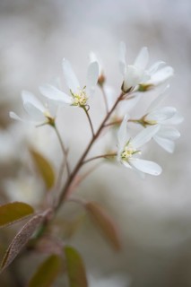 Canadian serviceberry (Amelanchier canadensis)