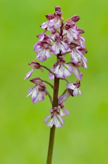 Lady orchid (Orchis purpurea)
