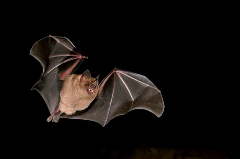 Fringe-lipped bat (Trachops cirrhosus)