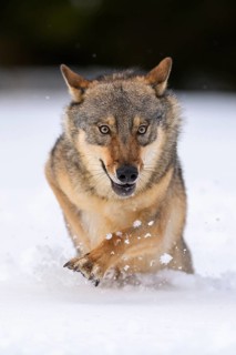 Gray wolf (Canis lupus)