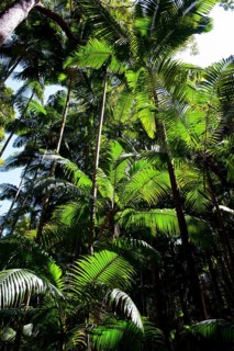 Tropical trees