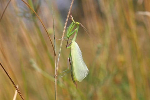 Praying Mantis (Mantis religiosa)