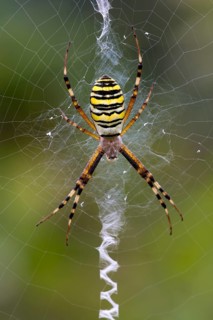 Orb-weaving Spider (Argiope bruennichi)