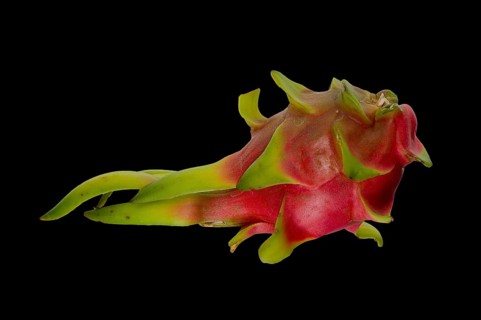 Pitahaya or Dragon Fruit (Hylocereus undatus)