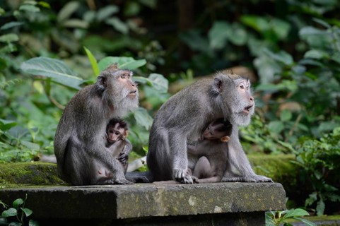 Crab-eating macaques (Macaca fascicularis) with young in the Ubud Monkey Forest