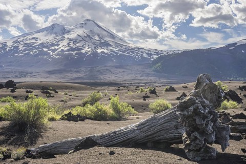 Dead tree and Llaima volcano
