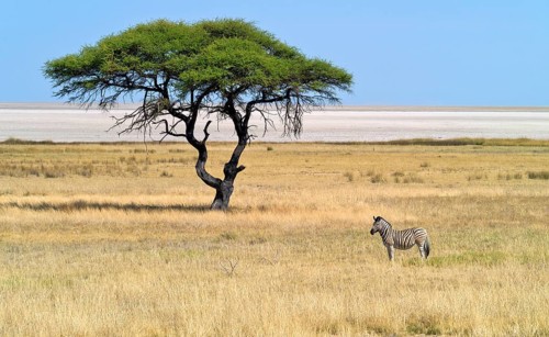 Burchell's zebra in front of the Etosha Pan