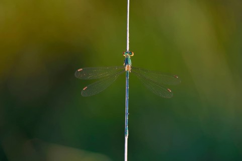 Emerald Damselfly (Lestes sponsa) on a blade of grass