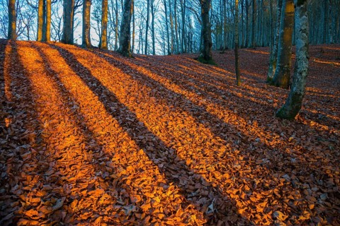 Shadows of trunks on autumn leaves in evening light