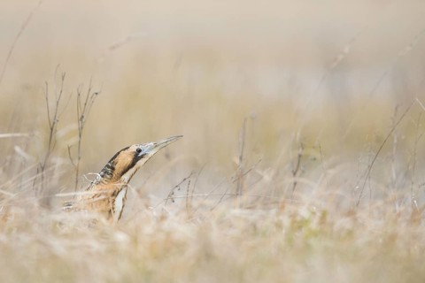 Eurasian bittern (Botaurus stellaris)