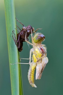 Darter (Sympetrum sp.)