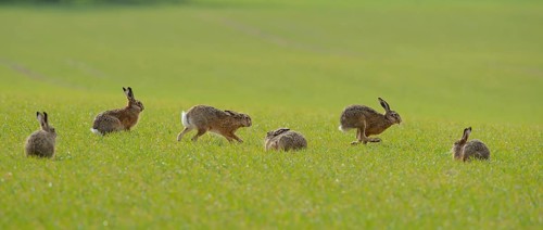 Six Hares (Lepus europaeus) on a green field in the mating season