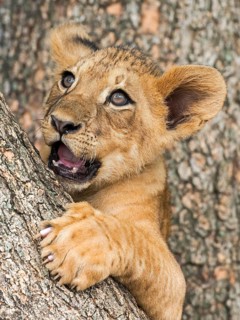 Lion cub (Panthera leo)