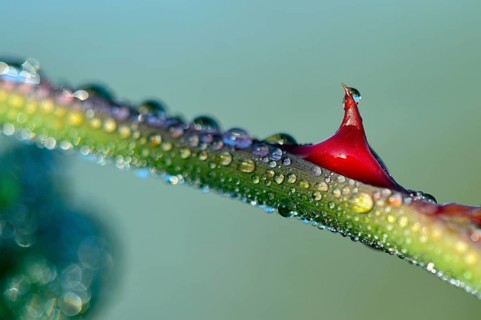 Branch of a Dog Rose (Rosa canina) covered with dew drops