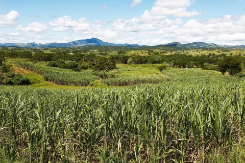 Sugar cane fields
