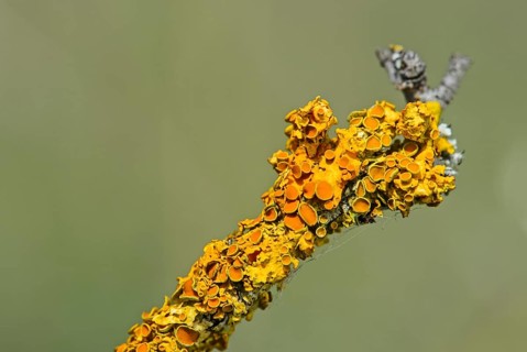 Common Orange Lichen (Xanthoria parietina) with bowl-shaped spore-bearing structures