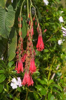 Bolivian Fuchsia (Fuchsia boliviana)