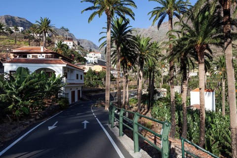 Street and palm trees