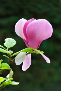 Blossom of the tulip magnolia (Magnolia x soulangeana)