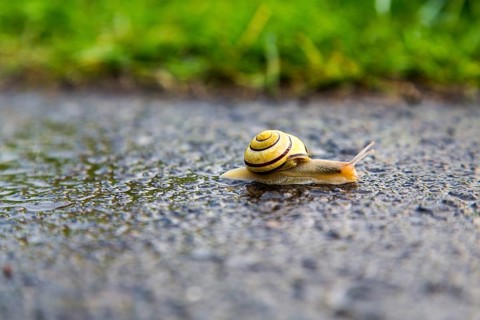 Grove snail (Cepaea nemoralis)