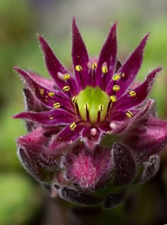 Cobweb Houseleek (Sempervivum arachnoideum)