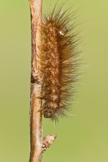 Caterpillar of the Muslin Moth (Diaphora mendica)