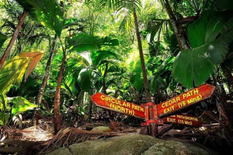Tropical vegetation coco de mer