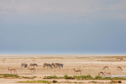 Wildlife by the water