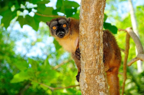 Common brown lemur (Eulemur fulvus mayottensis)