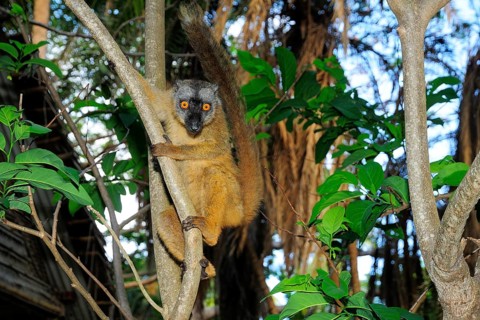Common brown lemur (Eulemur fulvus mayottensis)