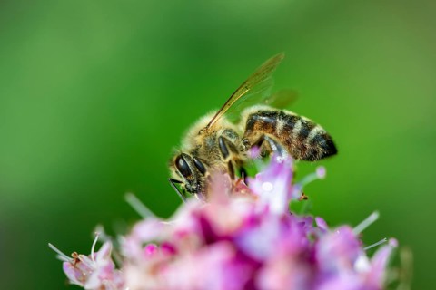 Honey bee (Apis mellifera) on a purple blossom
