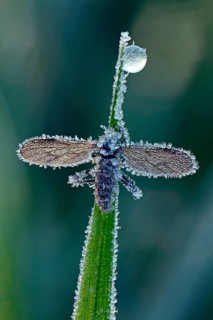 March Fly or St Mark's Fly (Bibio)