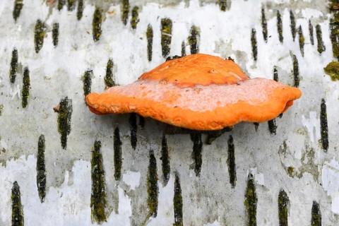 Cinnabar Polypore (Pycnoporus cinnabarinus)