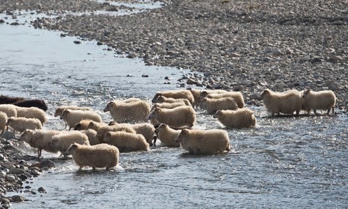 Flock of sheep crossing a river