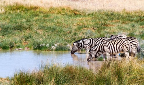 Burchell's zebras (Equus quagga burchelli) at the waterhole