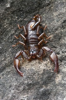 Small Wood Scorpion species (Euscorpius germanus)
