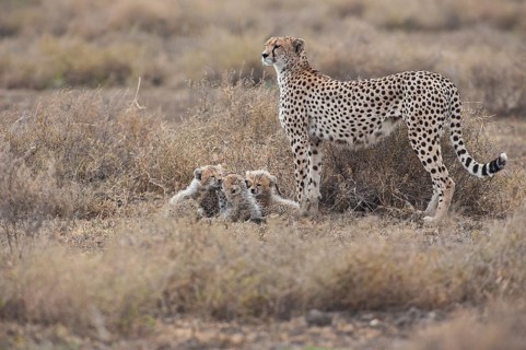 Cheetahs (Acinonyx jubatus)