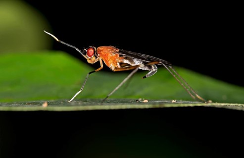 Tropical Stilt Fly (Micropezidae sp.)