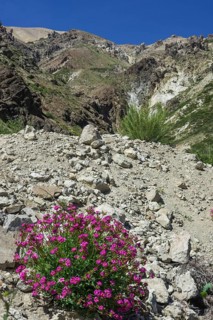 Maule Valley