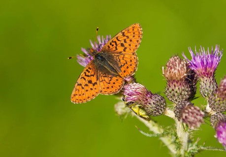 Cranberry Fritillary (Boloria aquilonaris)