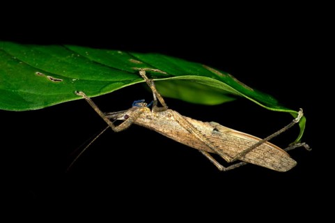 Cricket or Katydid (Ensifera spec.) with bright blue mandibles