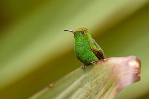 Coppery-headed Emerald (Elvira cupreiceps)