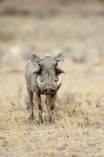 Desert Warthog (Phacochoerus aethiopicus)