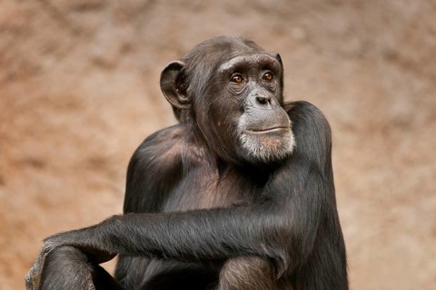 Western Chimpanzee or West African Chimpanzee (Pan troglodytes verus)