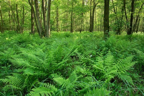 Lady Fern (Athyrium filix-femina) in an Alder carr Alter or Black Alder (Alnus glutinosa)