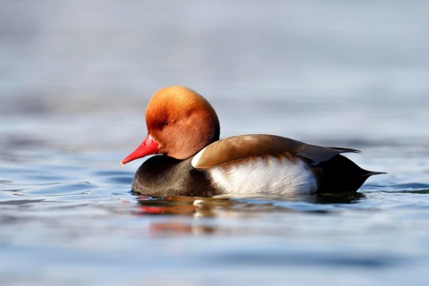 Red-crested pochard (Netta rufina)